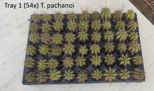 San Pedro Kaktus (T-cereus pachanoi bridgesii) bewurzelt – Bild 3
