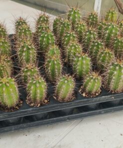 San Pedro Kaktus (T-cereus pachanoi bridgesii) bewurzelt