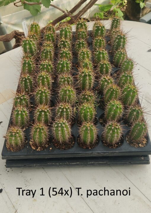 San Pedro Kaktus (T-cereus pachanoi bridgesii) bewurzelt – Bild 4