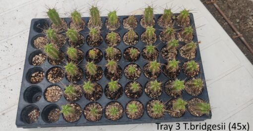 San Pedro Kaktus (T-cereus pachanoi bridgesii) bewurzelt – Bild 5