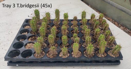 San Pedro Kaktus (T-cereus pachanoi bridgesii) bewurzelt – Bild 6