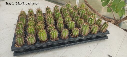 San Pedro Kaktus (T-cereus pachanoi bridgesii) bewurzelt