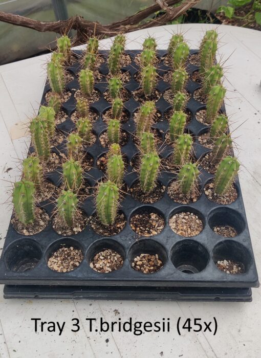San Pedro Kaktus (T-cereus pachanoi bridgesii) bewurzelt – Bild 7
