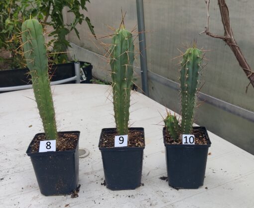 San Pedro Kaktus (T-cereus pachanoi bridgesii) bewurzelt groß – Bild 11