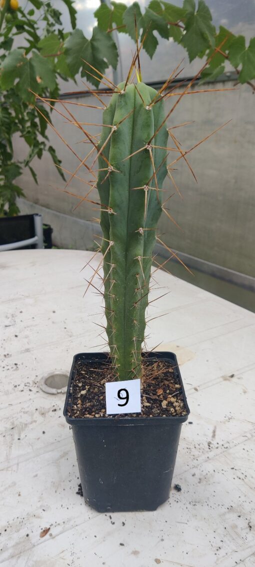 San Pedro Kaktus (T-cereus pachanoi bridgesii) bewurzelt groß – Bild 12