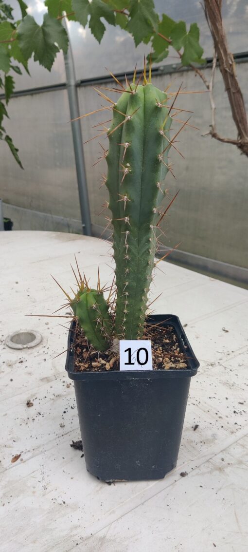San Pedro Kaktus (T-cereus pachanoi bridgesii) bewurzelt groß – Bild 13
