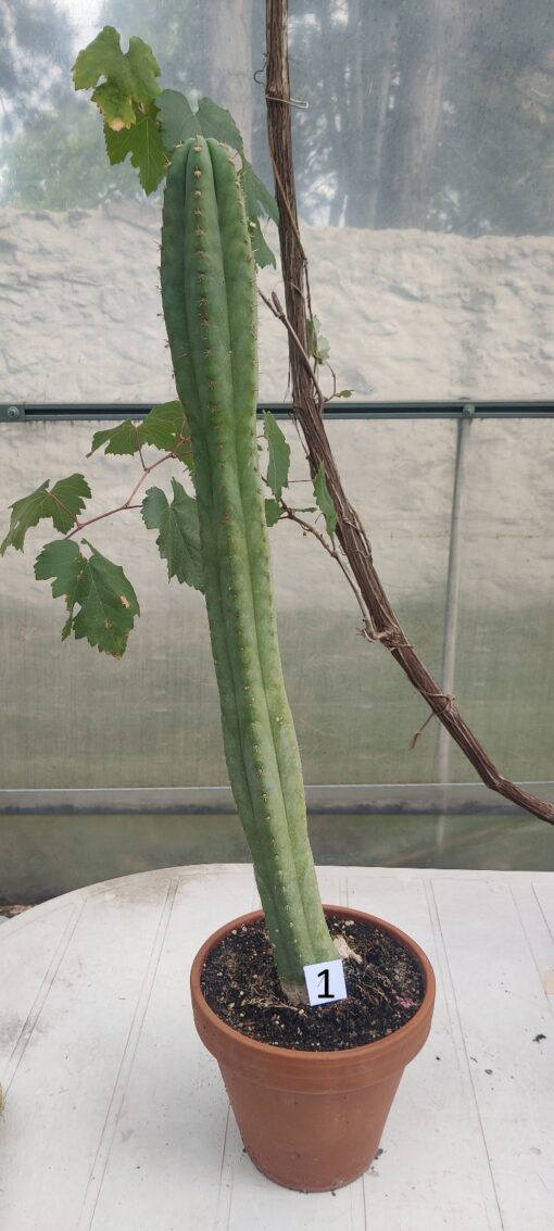 San Pedro Kaktus (T-cereus pachanoi bridgesii) bewurzelt groß – Bild 14