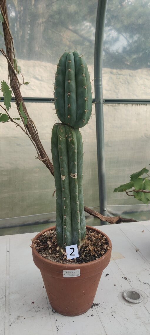San Pedro Kaktus (T-cereus pachanoi bridgesii) bewurzelt groß – Bild 15