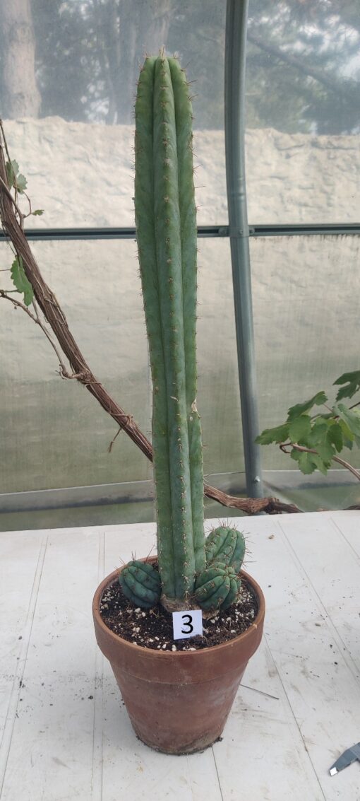 San Pedro Kaktus (T-cereus pachanoi bridgesii) bewurzelt groß – Bild 16