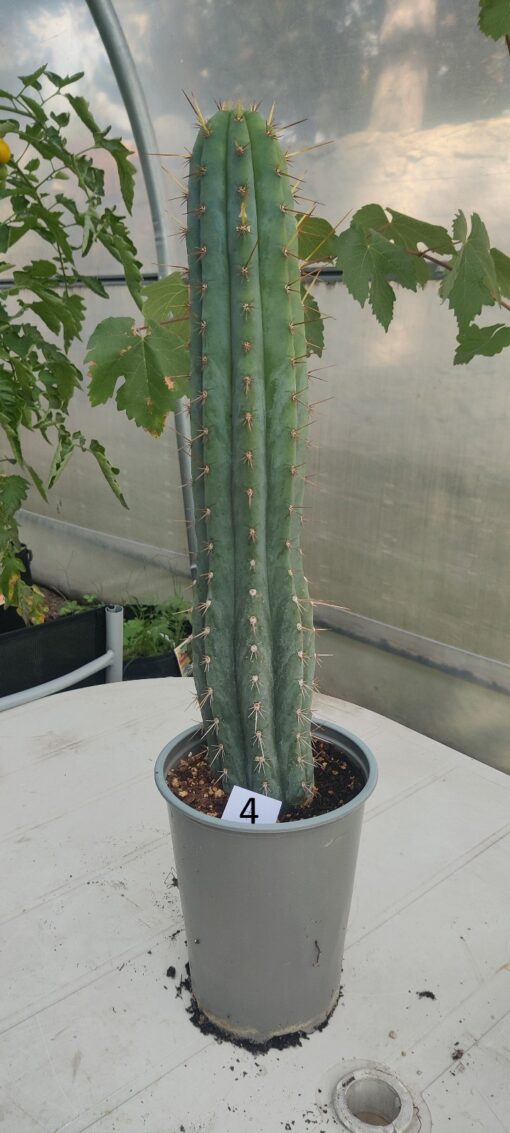 San Pedro Kaktus (T-cereus pachanoi bridgesii) bewurzelt groß – Bild 17