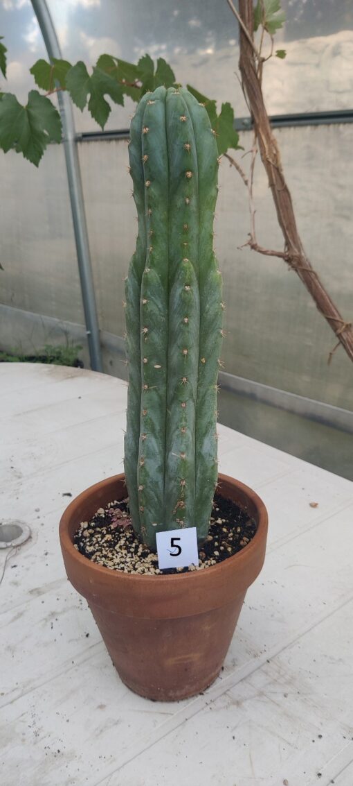 San Pedro Kaktus (T-cereus pachanoi bridgesii) bewurzelt groß – Bild 18