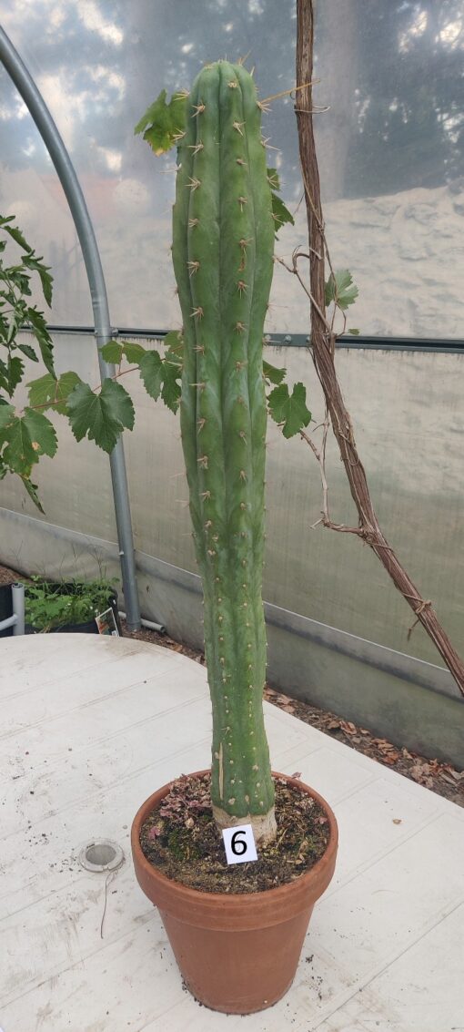 San Pedro Kaktus (T-cereus pachanoi bridgesii) bewurzelt groß – Bild 19