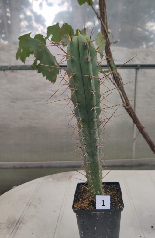 San Pedro Kaktus (T-cereus pachanoi bridgesii) bewurzelt groß – Bild 3
