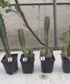 San Pedro Kaktus (T-cereus pachanoi bridgesii) bewurzelt groß