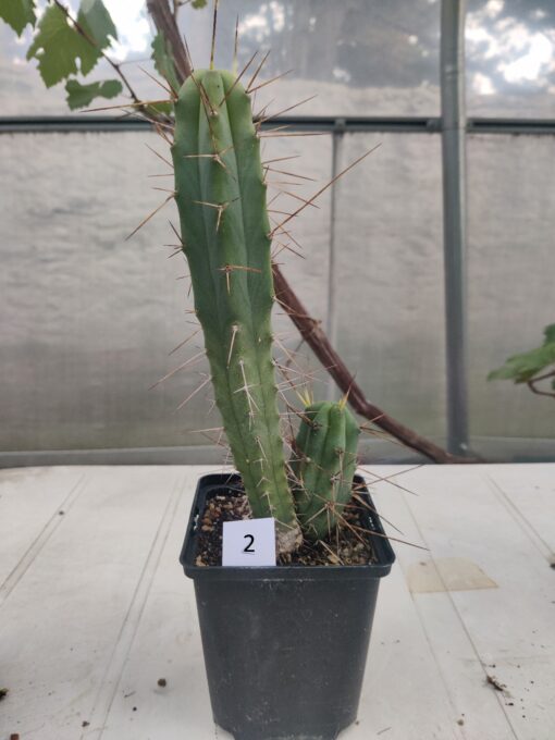 San Pedro Kaktus (T-cereus pachanoi bridgesii) bewurzelt groß – Bild 4