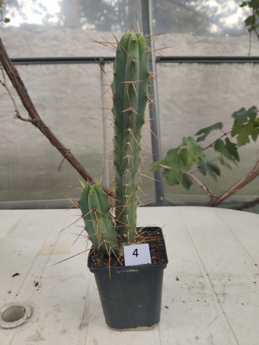 San Pedro Kaktus (T-cereus pachanoi bridgesii) bewurzelt groß – Bild 5