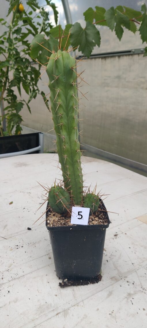 San Pedro Kaktus (T-cereus pachanoi bridgesii) bewurzelt groß – Bild 6