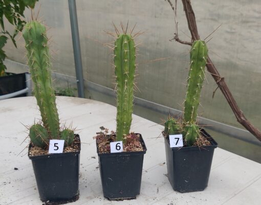 San Pedro Kaktus (T-cereus pachanoi bridgesii) bewurzelt groß – Bild 7