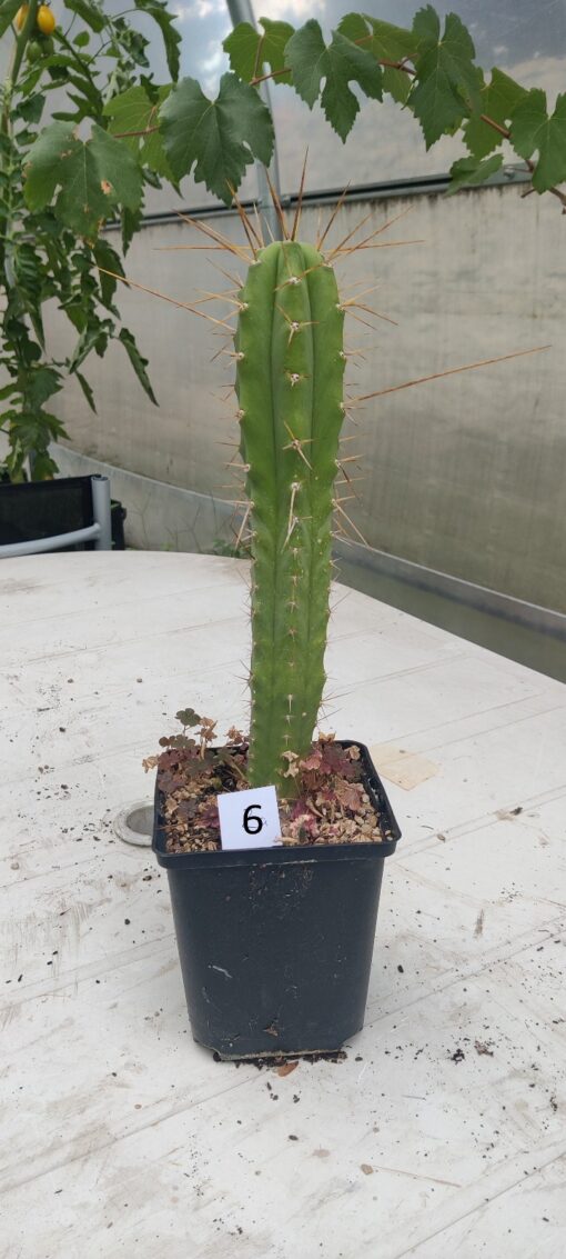 San Pedro Kaktus (T-cereus pachanoi bridgesii) bewurzelt groß – Bild 8
