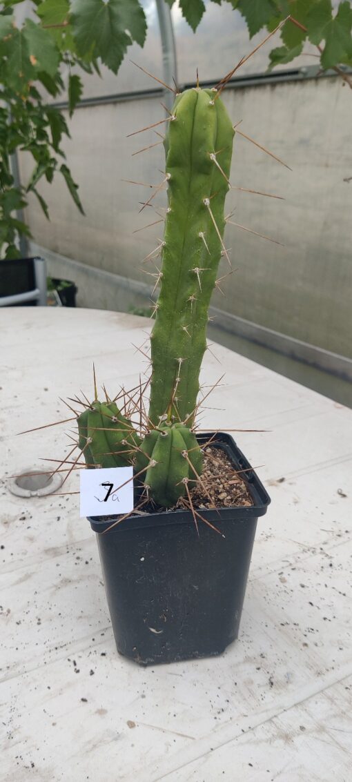 San Pedro Kaktus (T-cereus pachanoi bridgesii) bewurzelt groß – Bild 9