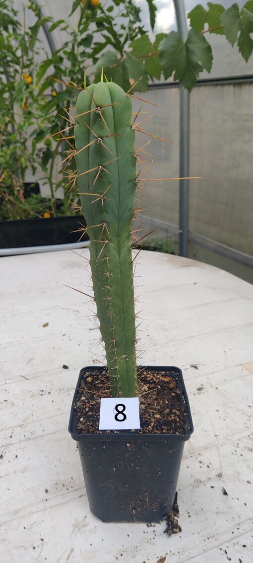 San Pedro Kaktus (T-cereus pachanoi bridgesii) bewurzelt groß – Bild 10