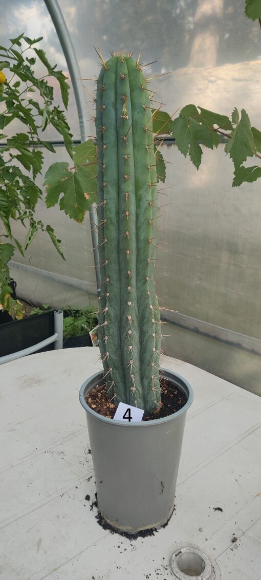San Pedro Kaktus (T-cereus pachanoi bridgesii) bewurzelt groß – Bild 23
