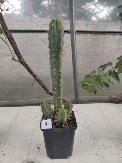 San Pedro Kaktus (T-cereus pachanoi bridgesii) bewurzelt groß – Bild 28