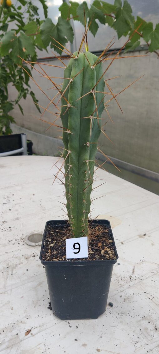San Pedro Kaktus (T-cereus pachanoi bridgesii) bewurzelt groß – Bild 34