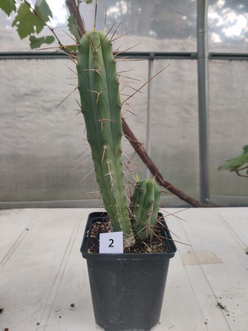 San Pedro Kaktus (T-cereus pachanoi bridgesii) bewurzelt groß – Bild 27