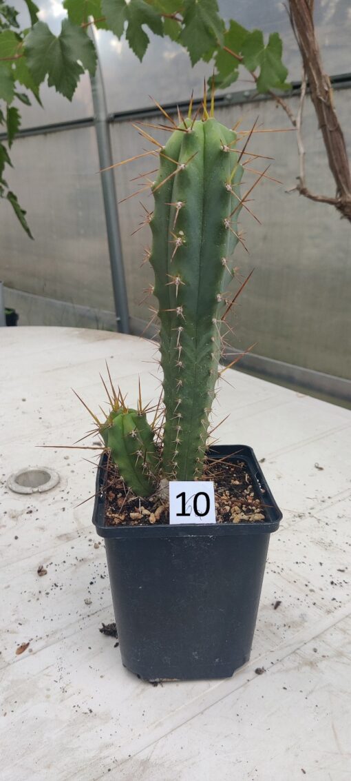 San Pedro Kaktus (T-cereus pachanoi bridgesii) bewurzelt groß – Bild 35