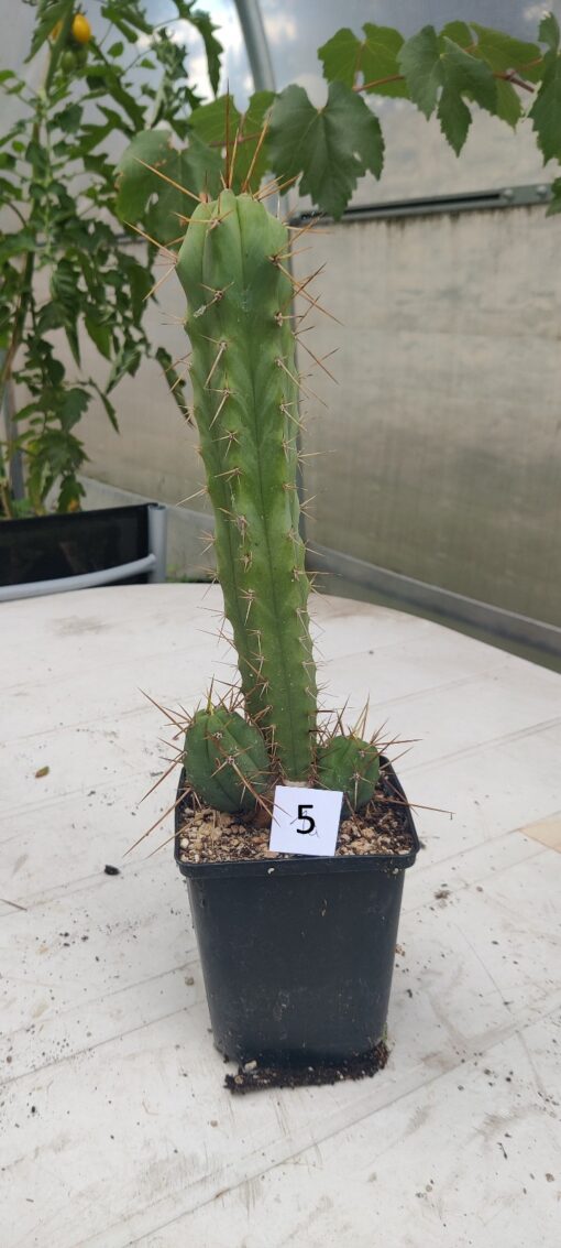 San Pedro Kaktus (T-cereus pachanoi bridgesii) bewurzelt groß – Bild 30